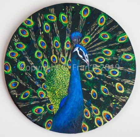 Courting Peacock