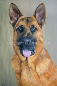 Boss the German Shepherd