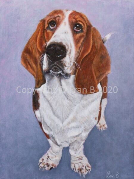 Freya the Basset Hound